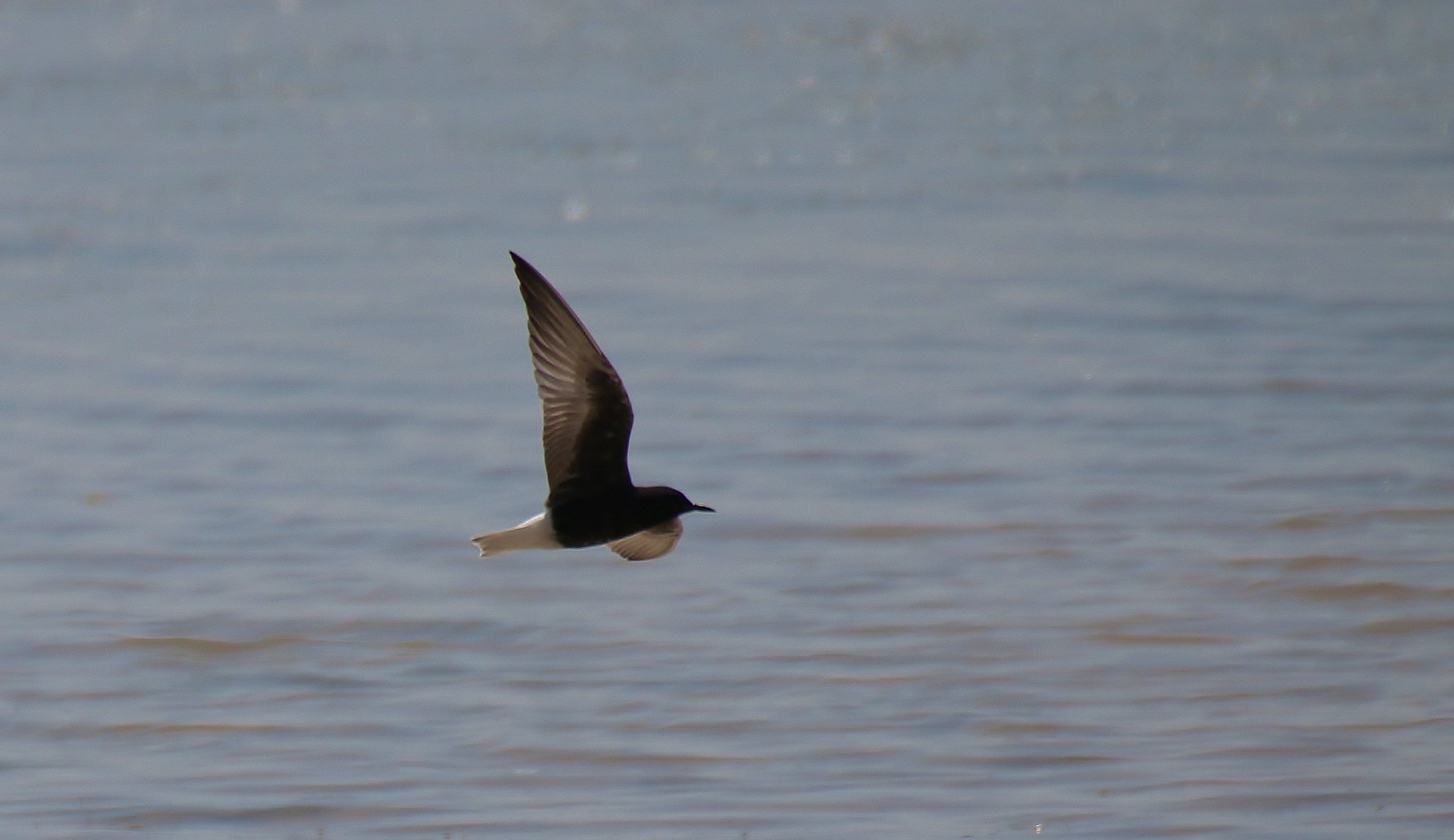 White-winged Tern